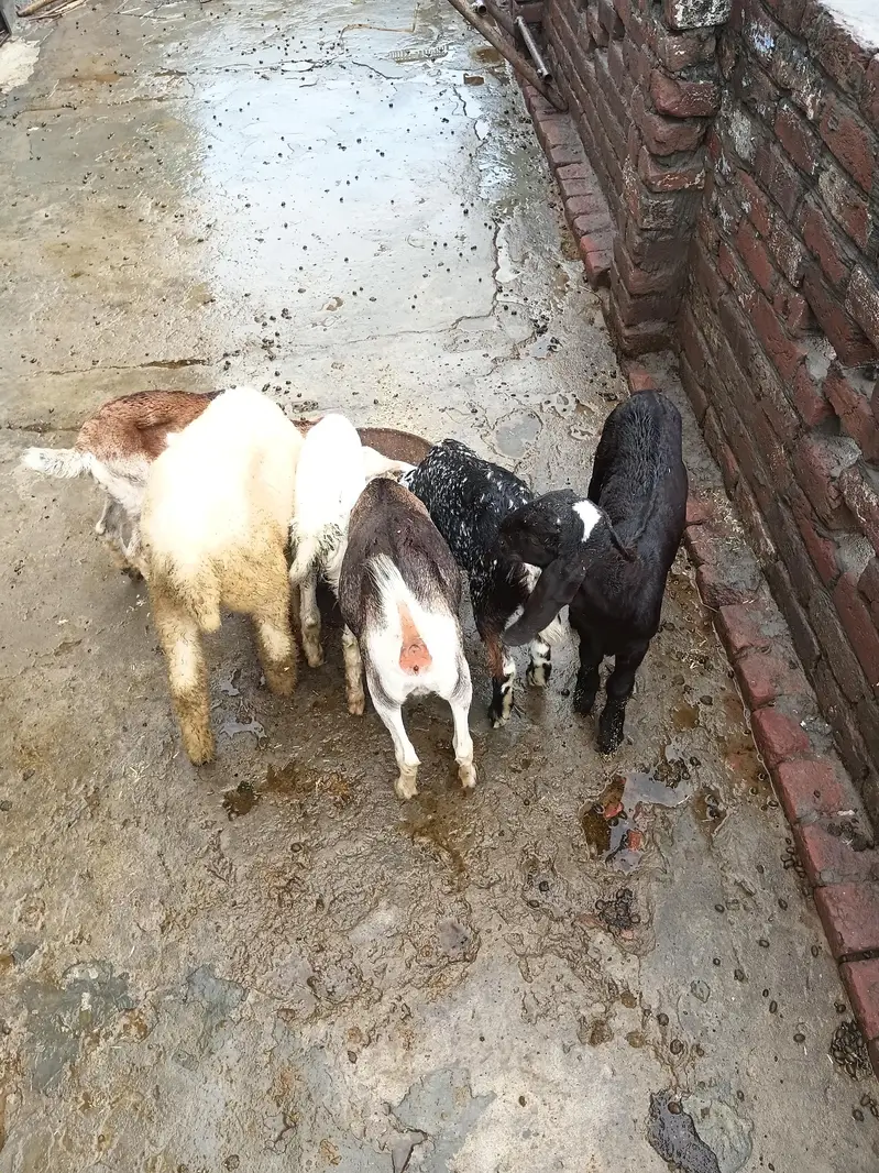 khan g gote — photo 3