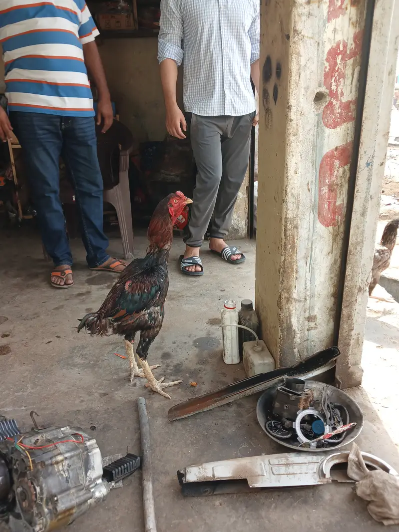 Aseel murgha — photo 2