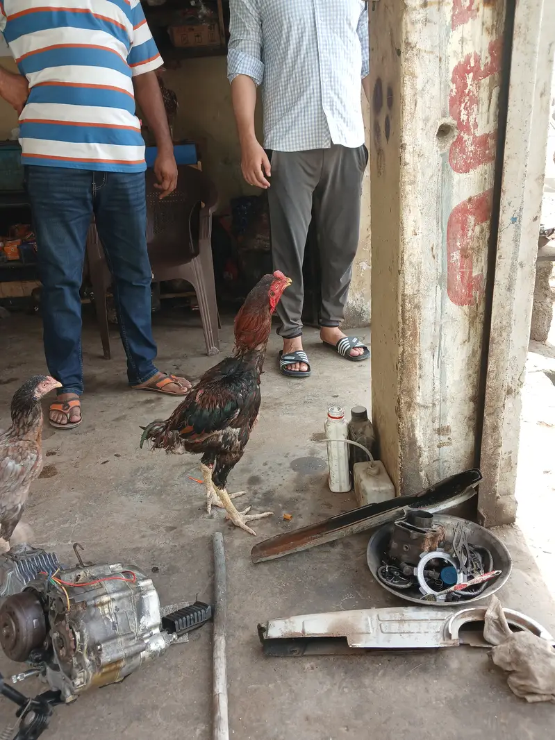 Aseel murgha — photo 3