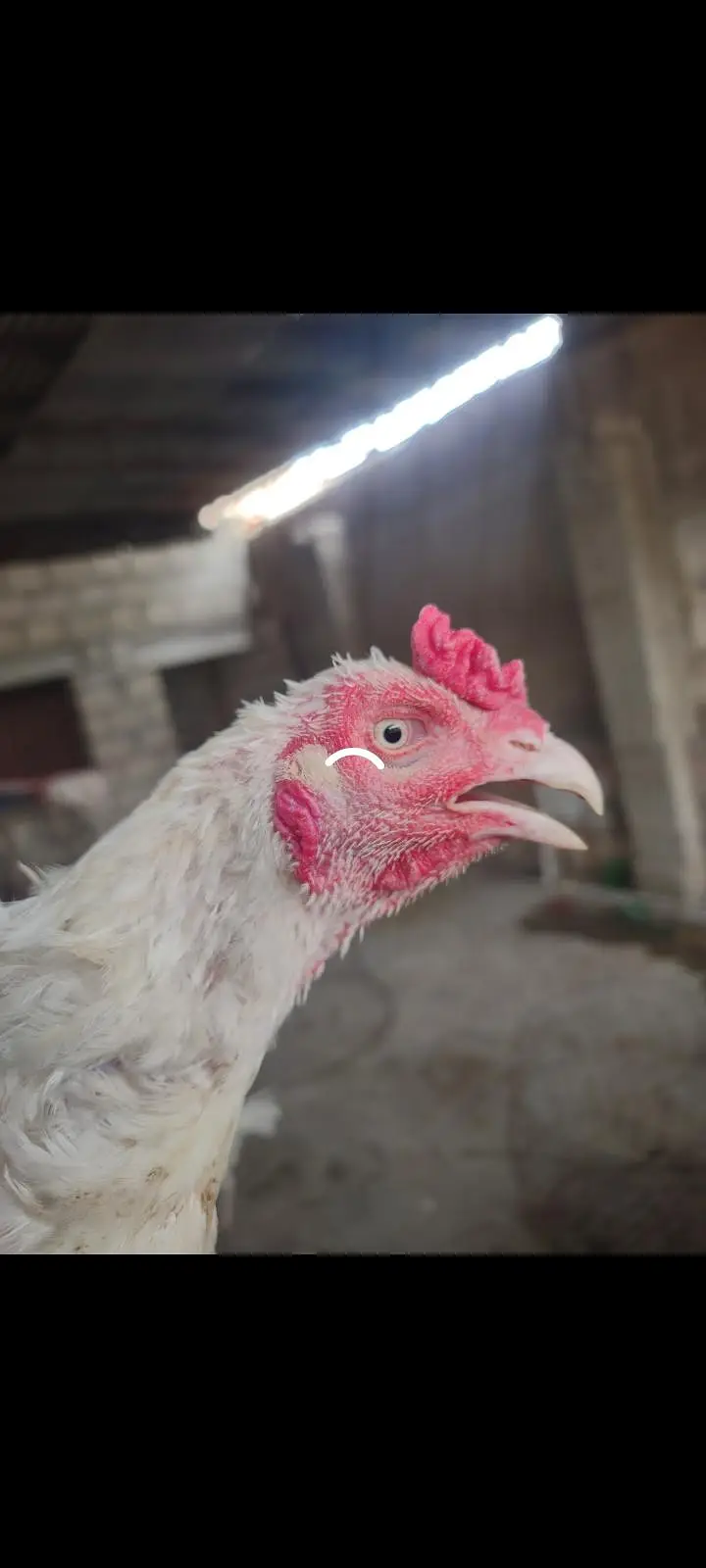 hera aseel hen — photo 2