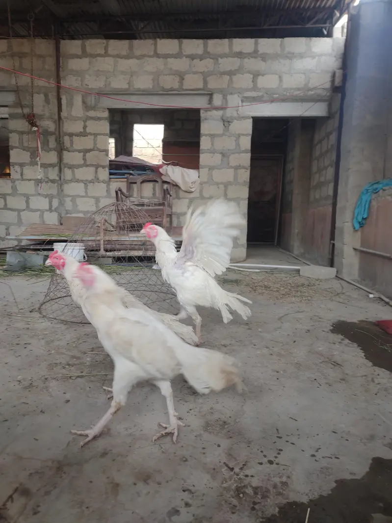 hera aseel hen — photo 3