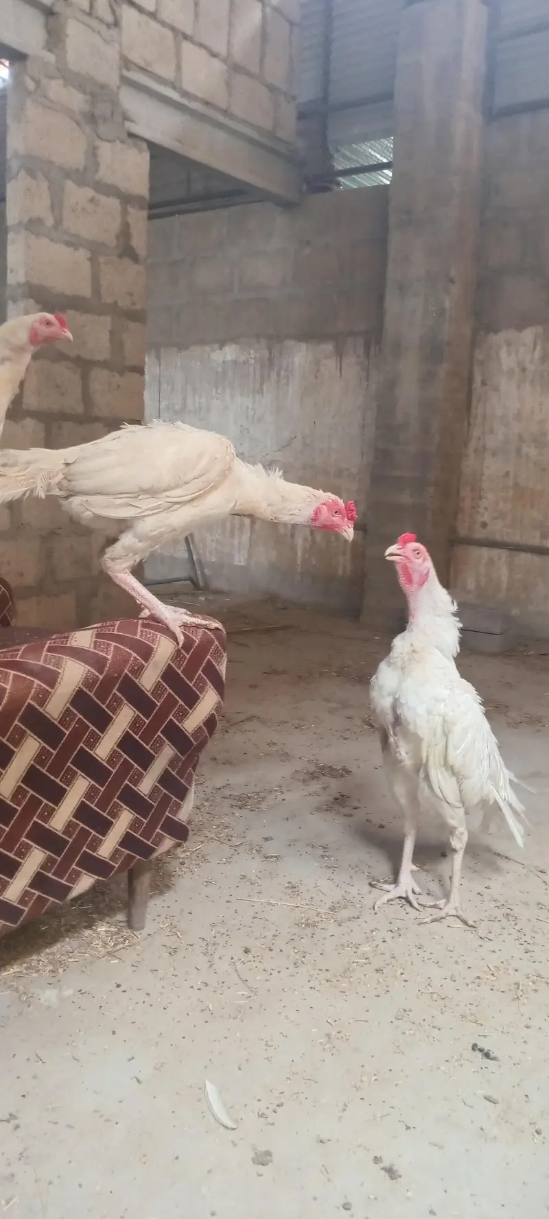hera aseel hen — photo 4