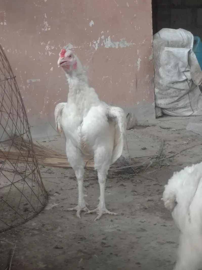 hera aseel hen — photo 5