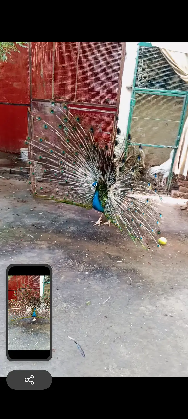 Male black shoulder — photo 3