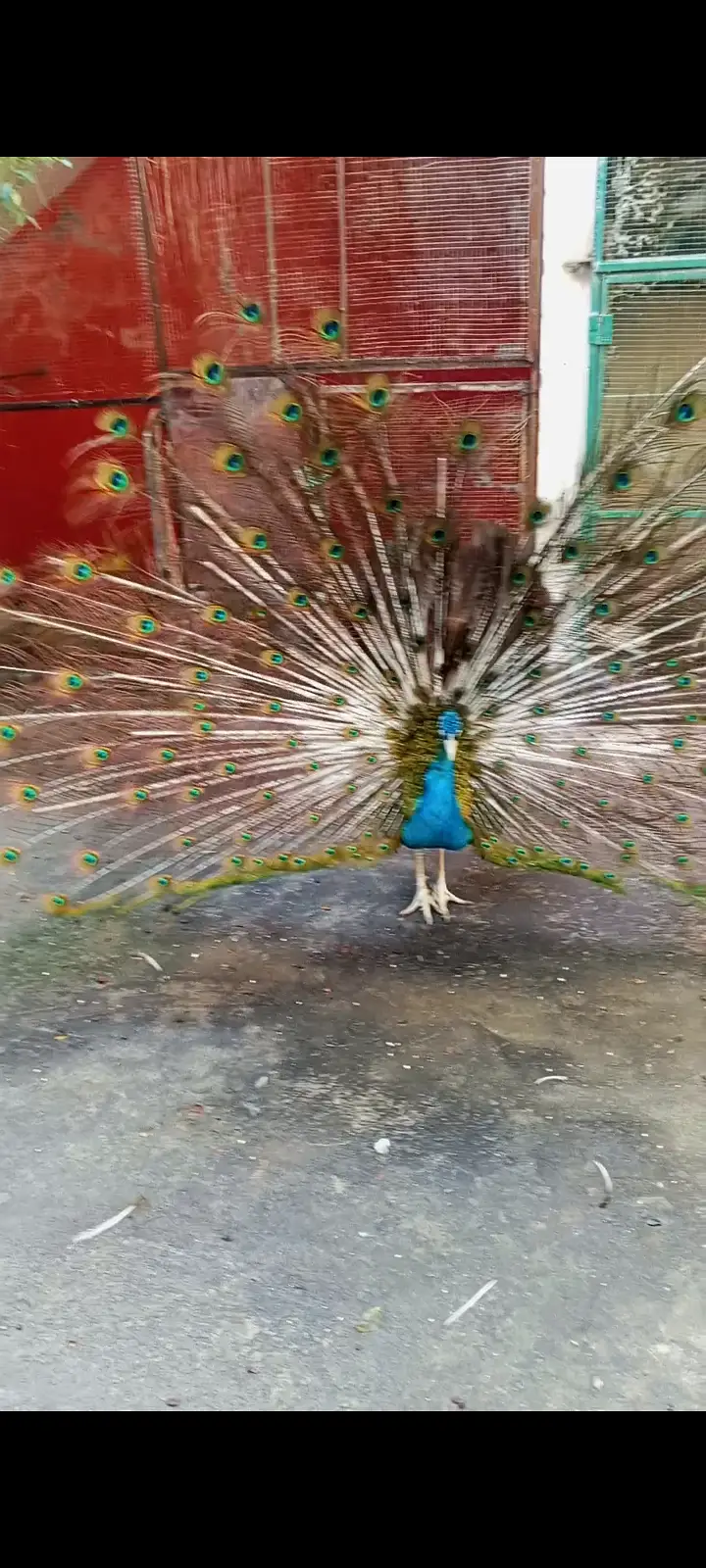 Male black shoulder — photo 4