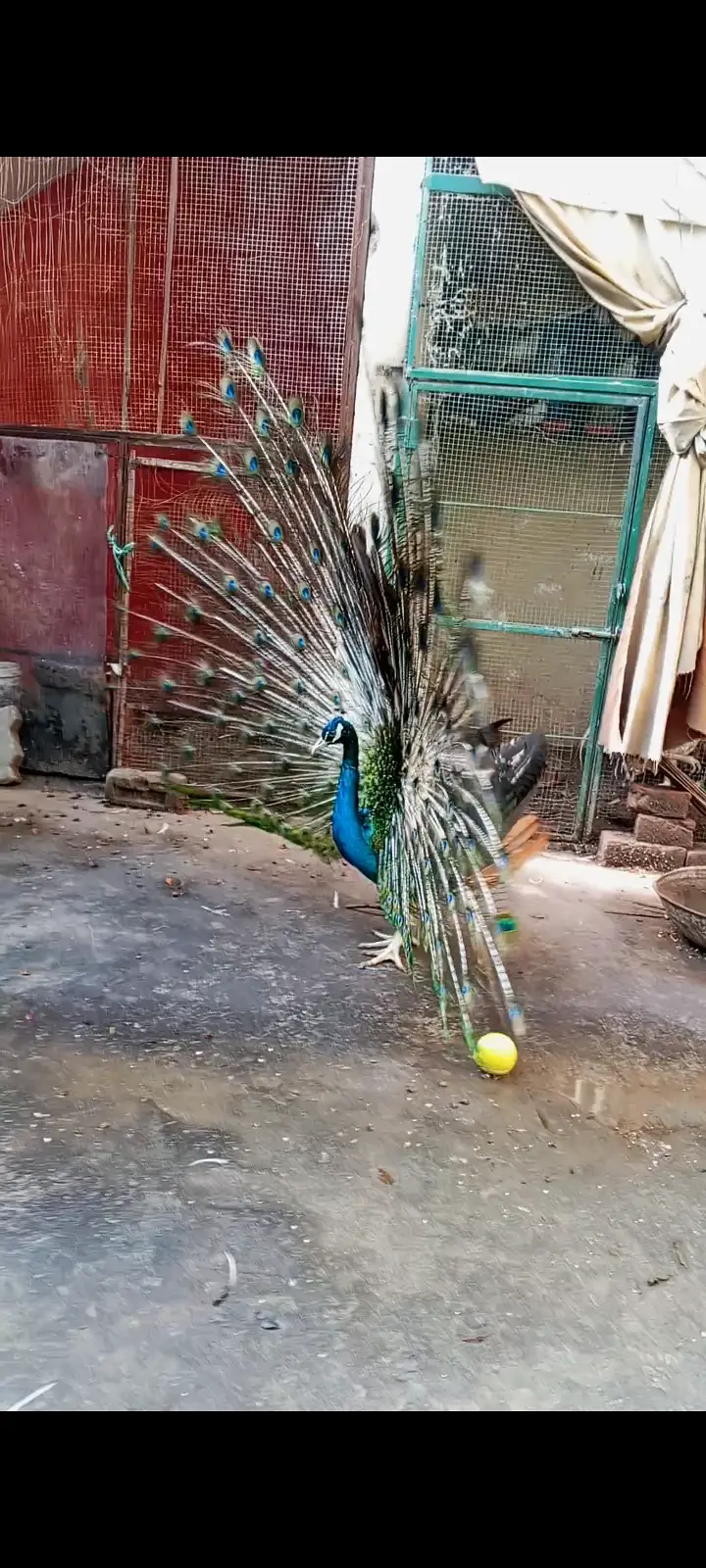 Male black shoulder — photo 5
