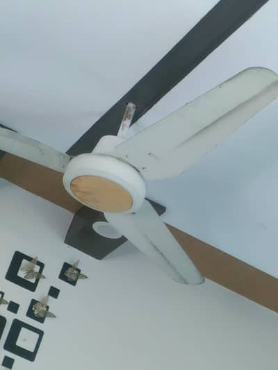 ceiling Fan for Sale