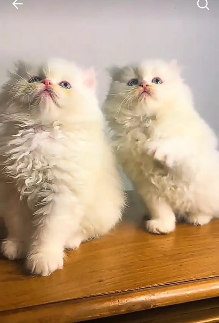 Persian kitten for sale my WhatsApp . 03317047936 — photo 2