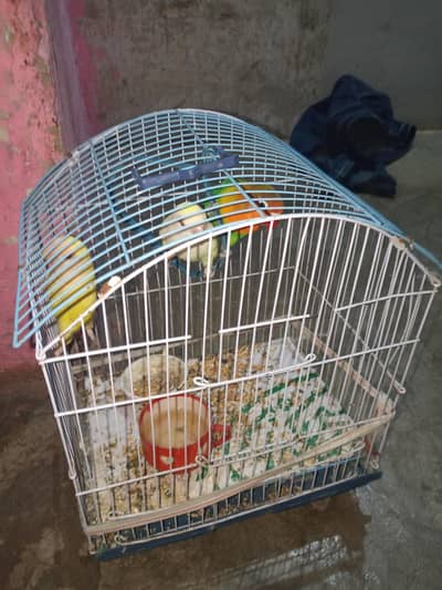 1 nar 2 madi hen