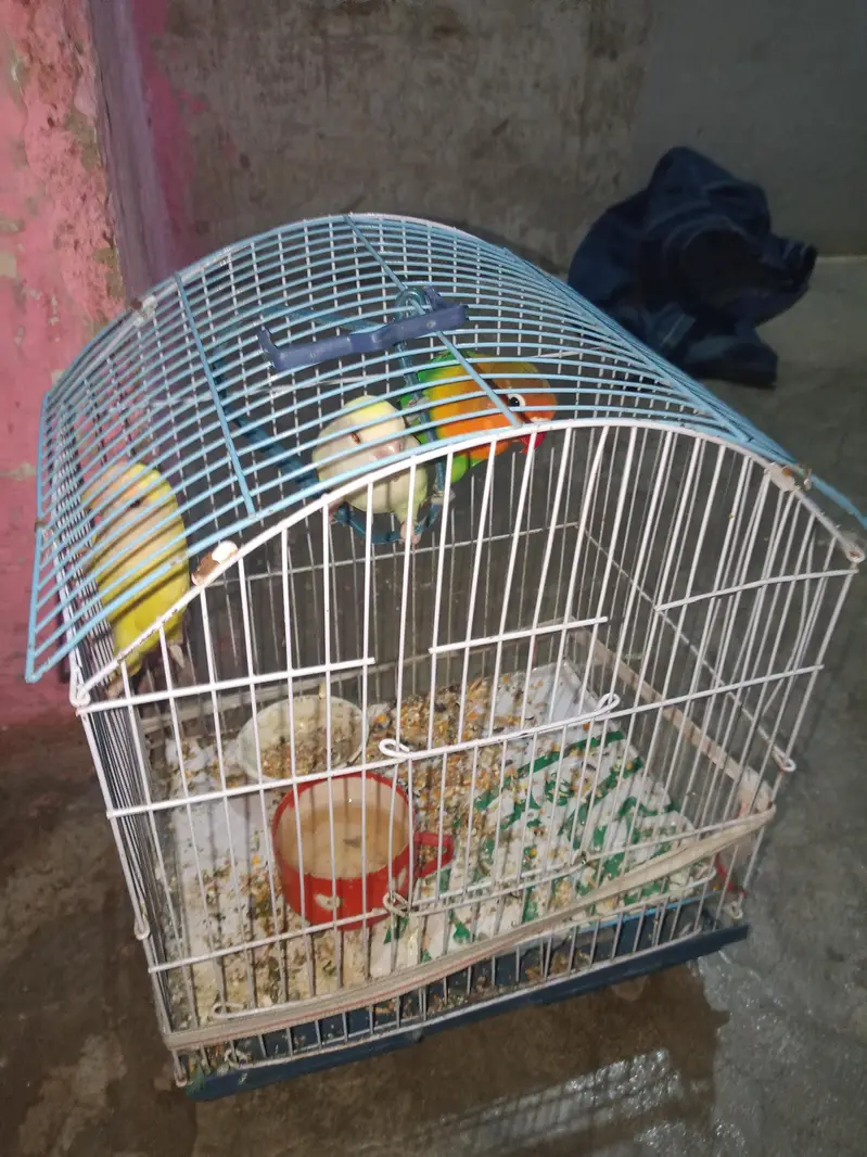 1 nar 2 madi hen