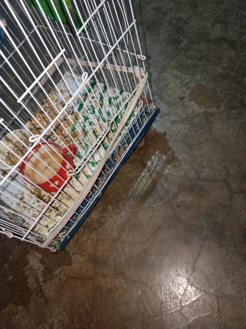 1 nar 2 madi hen — photo 2