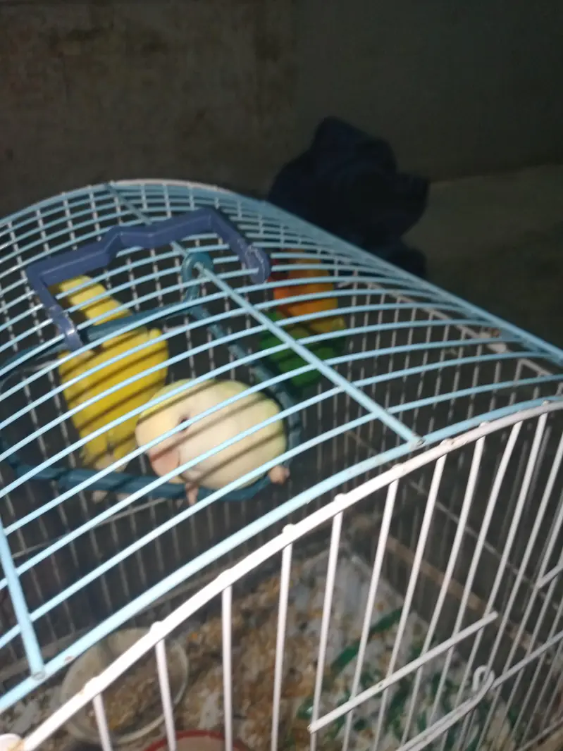 1 nar 2 madi hen — photo 3