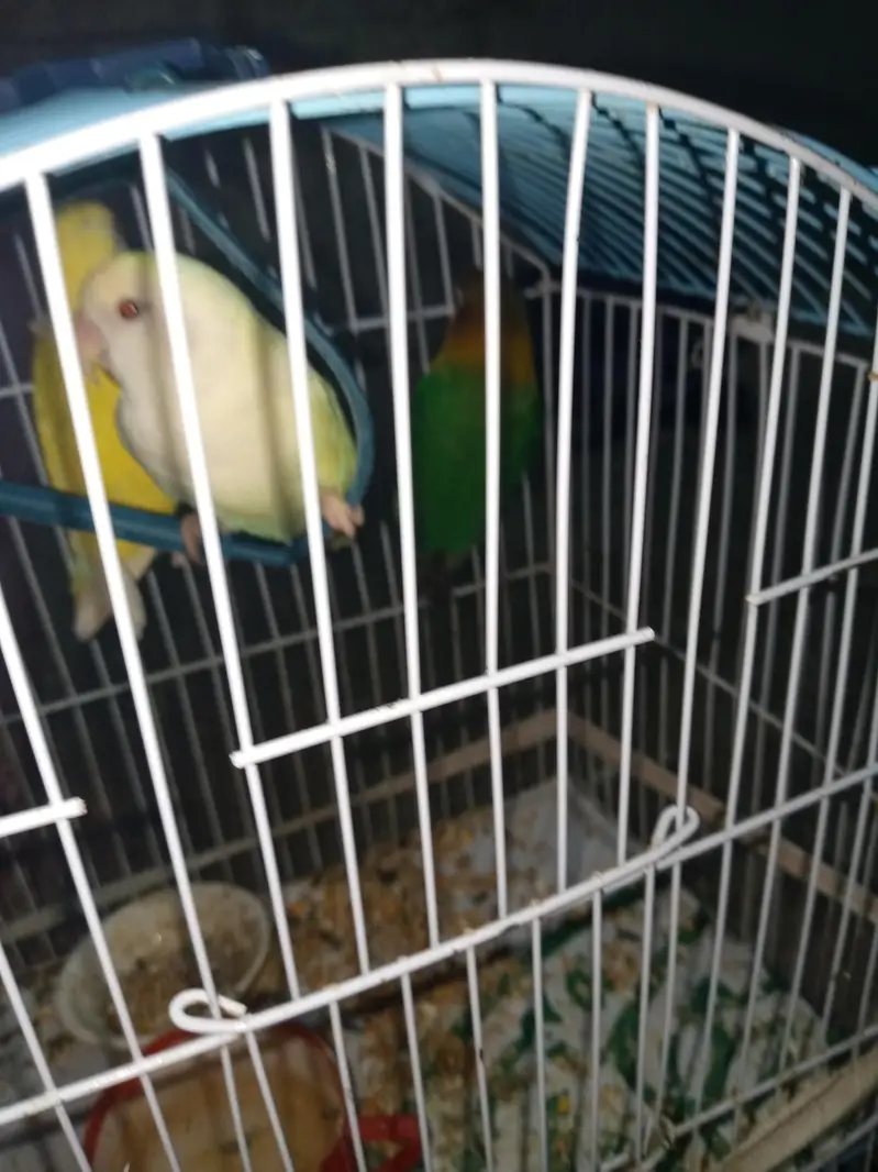1 nar 2 madi hen — photo 4