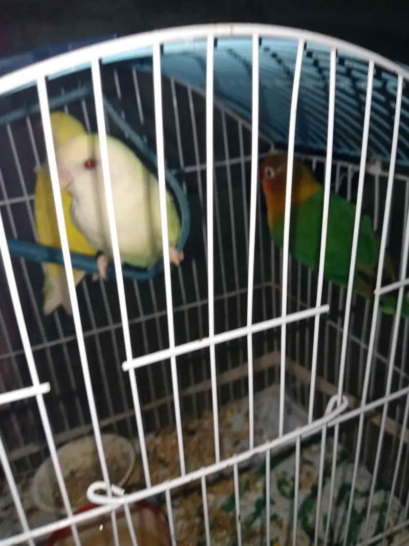 1 nar 2 madi hen — photo 5