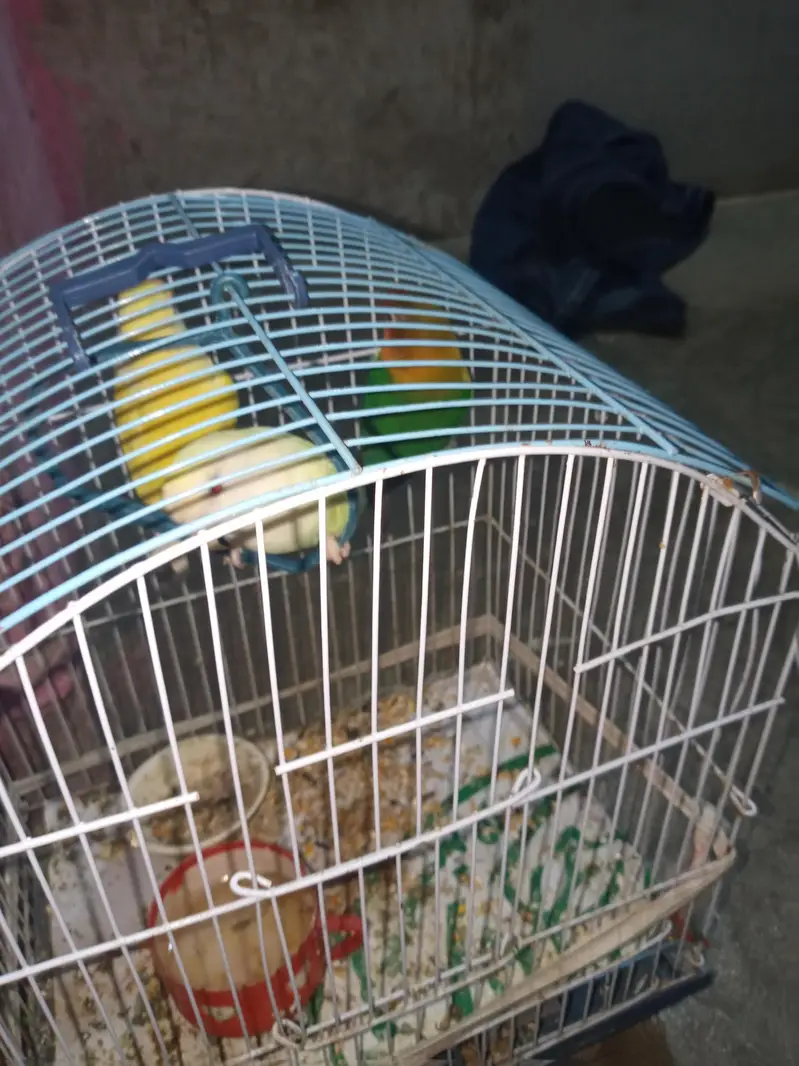 1 nar 2 madi hen — photo 6