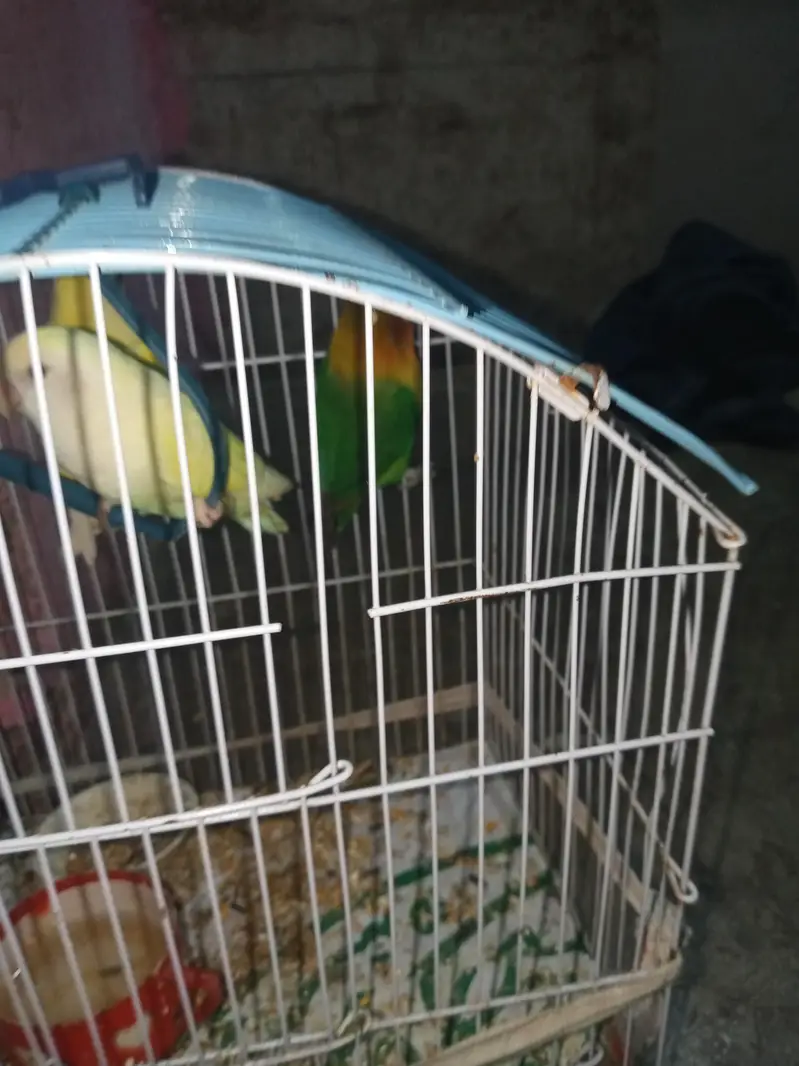 1 nar 2 madi hen — photo 7