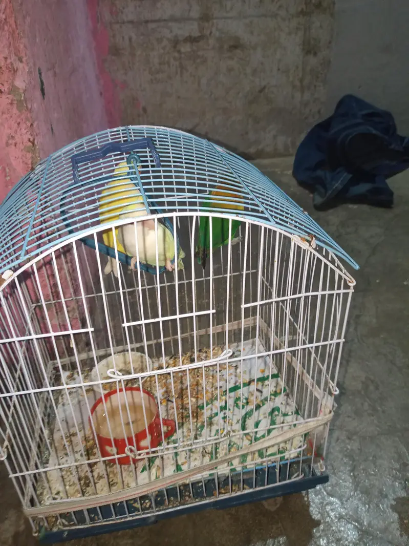 1 nar 2 madi hen — photo 8