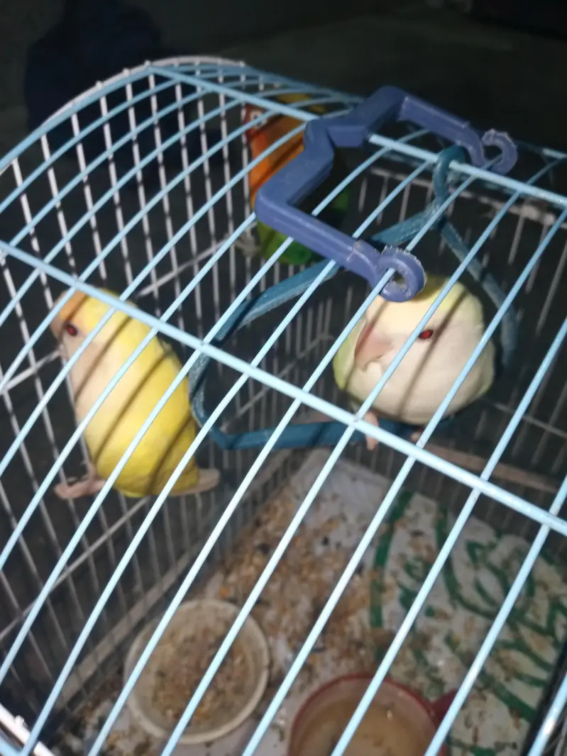 1 nar 2 madi hen — photo 9