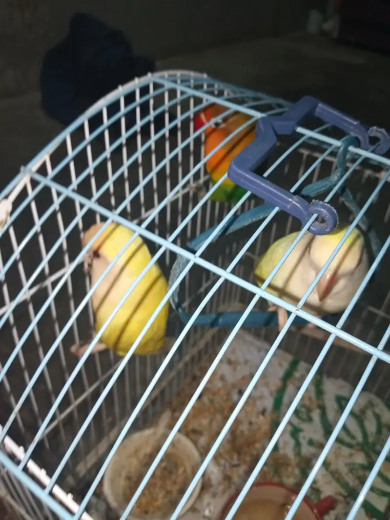1 nar 2 madi hen — photo 10
