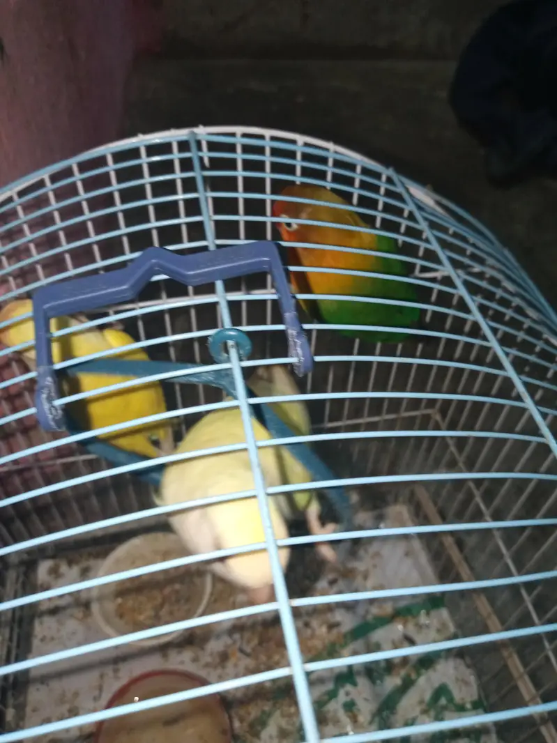 1 nar 2 madi hen — photo 11