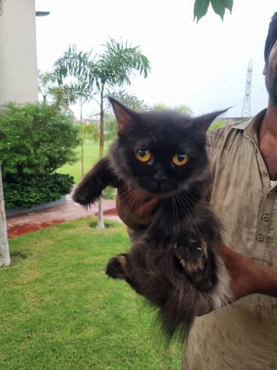 blacks  Persian cat  ghar main rakhi howi 2 cats