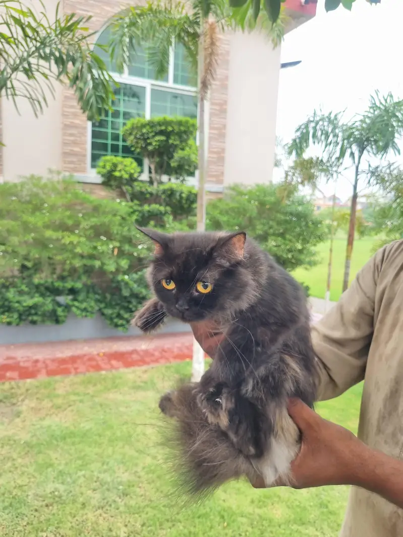 blacks  Persian cat  ghar main rakhi howi 2 cats — photo 2