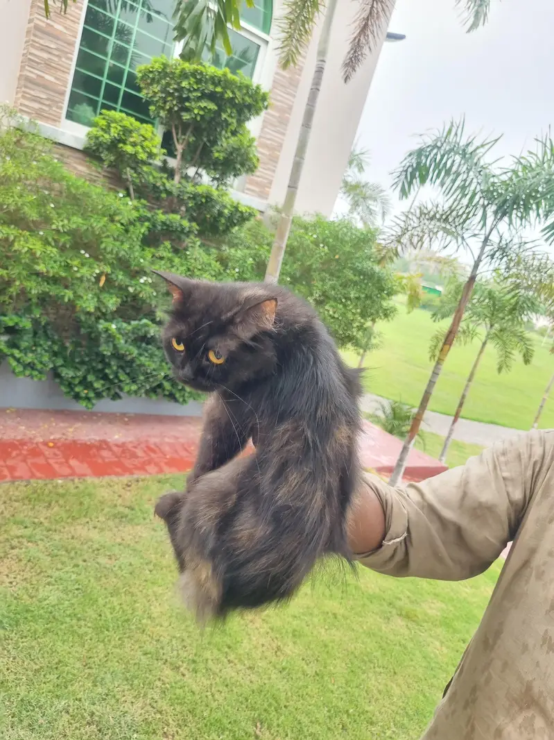 blacks  Persian cat  ghar main rakhi howi 2 cats — photo 3