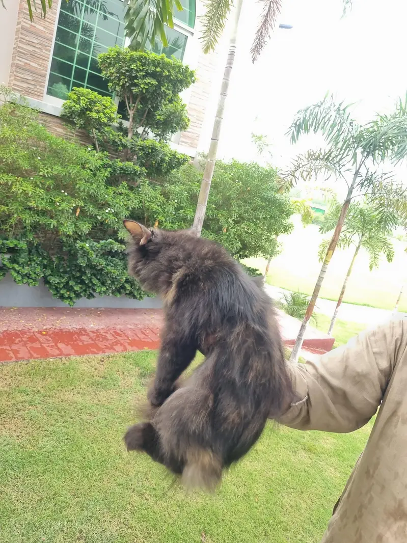 blacks  Persian cat  ghar main rakhi howi 2 cats — photo 4