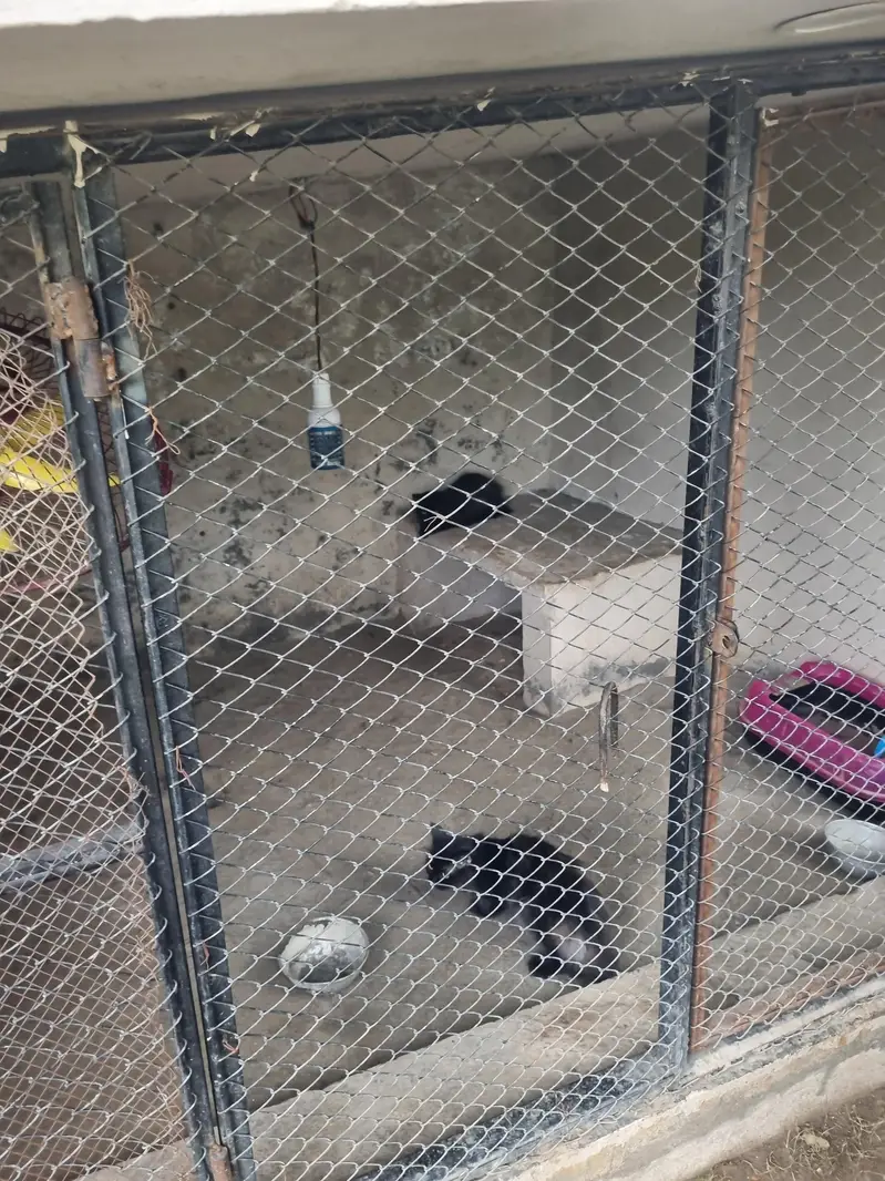 blacks  Persian cat  ghar main rakhi howi 2 cats — photo 5