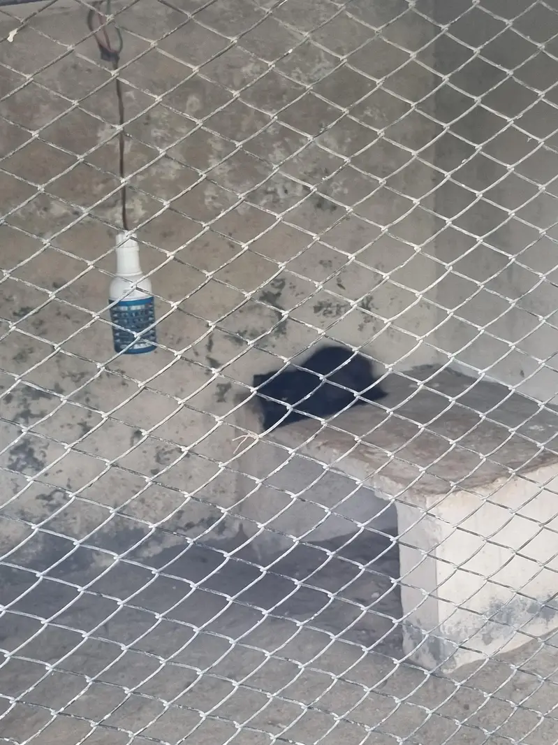 blacks  Persian cat  ghar main rakhi howi 2 cats — photo 6