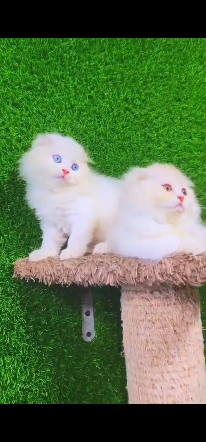 Quality Persian Punch face cat & kittens 03495425573 WhatsApp — photo 2