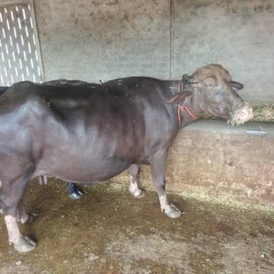 neli ravi Buffalos _pregnant bhens |Ghaban jhoti | Buffalo_بھینس