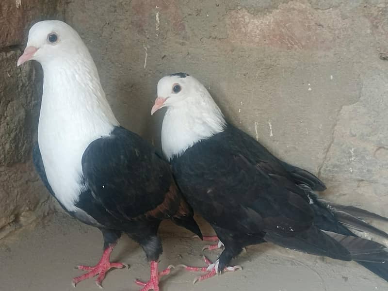 black karbalai pair 0