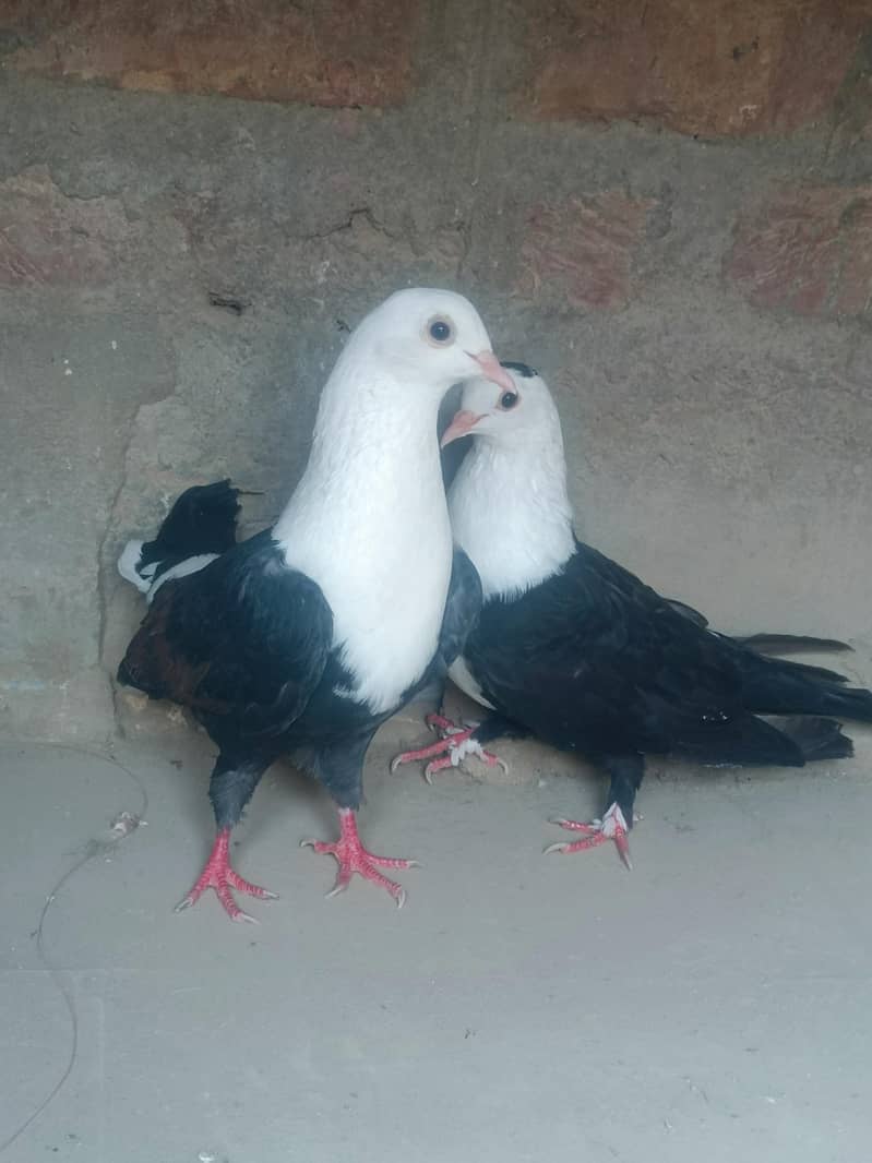 black karbalai pair 1