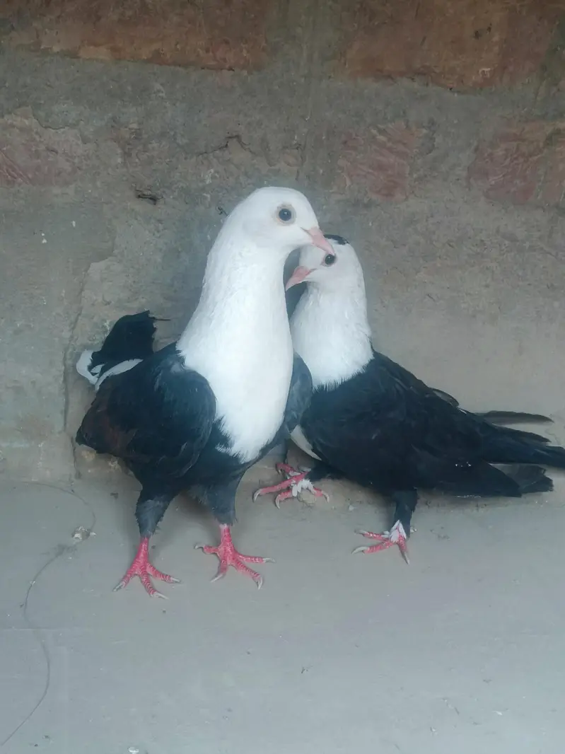 black karbalai pair — photo 2