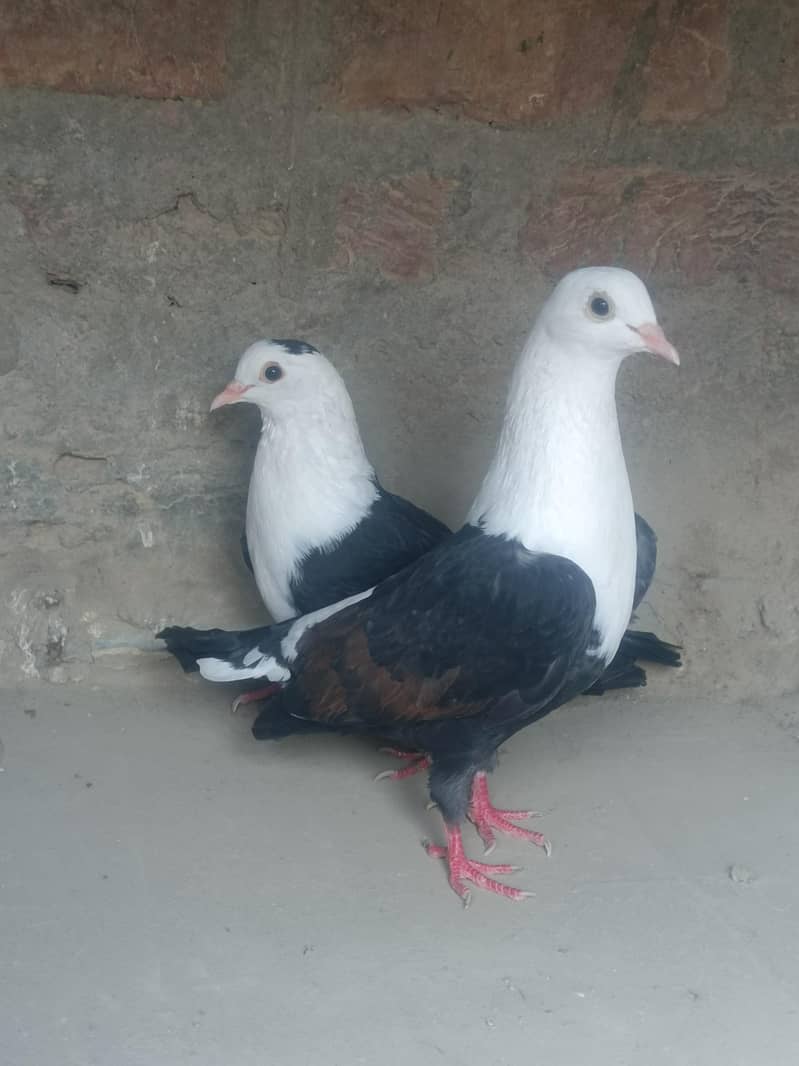 black karbalai pair 2
