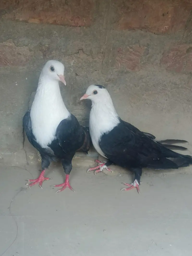 black karbalai pair — photo 4