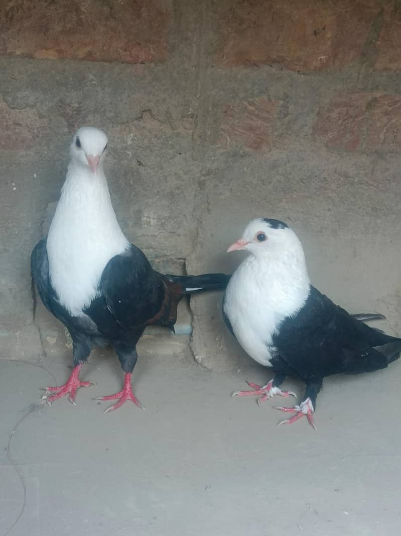 black karbalai pair 4