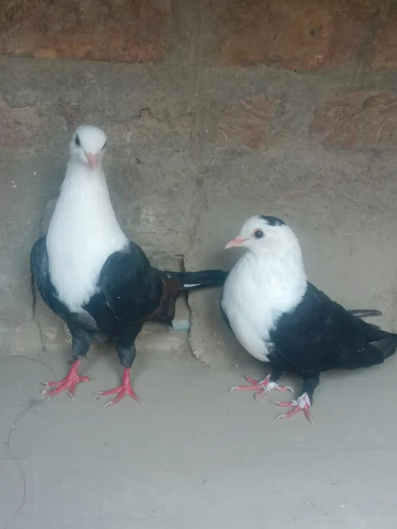 black karbalai pair — photo 5
