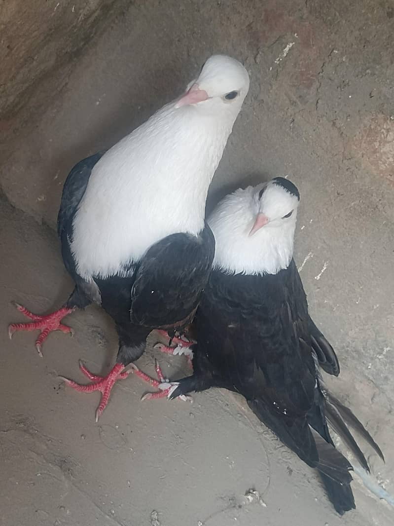 black karbalai pair 5