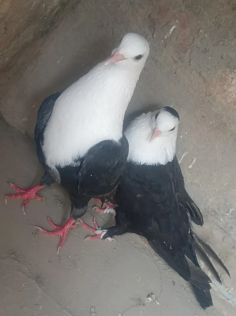 black karbalai pair — photo 6