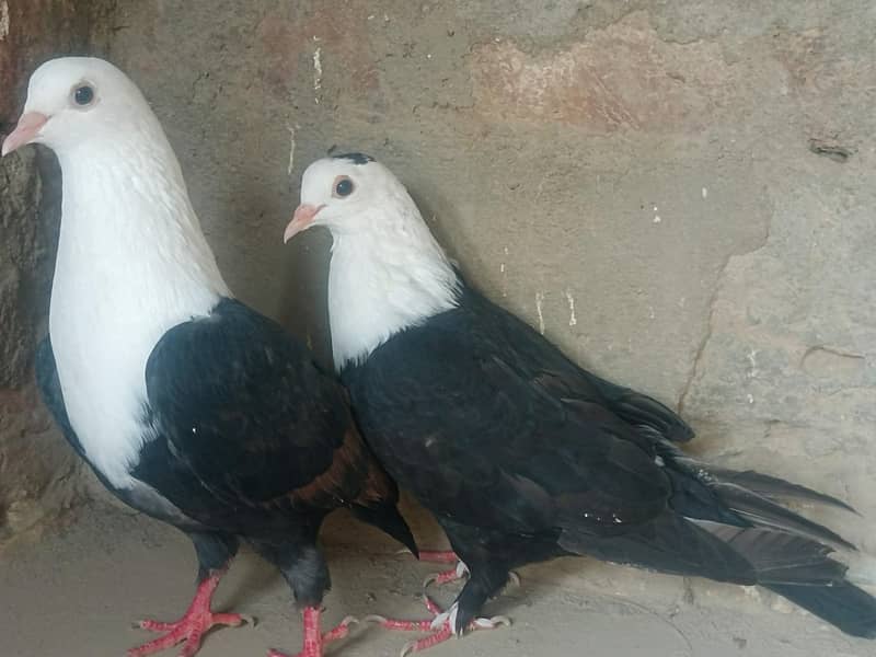 black karbalai pair 6