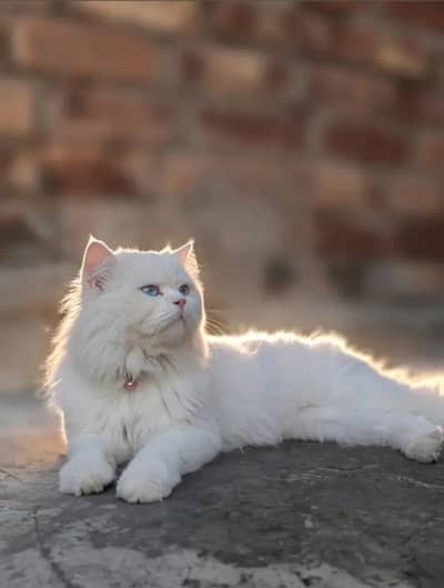 Persian cat with 2 kitten