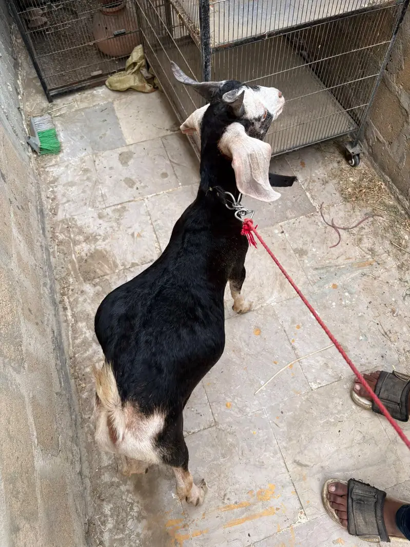 rajanpuri bakri  kamori bakra kamori bakra tapra bakri — photo 6
