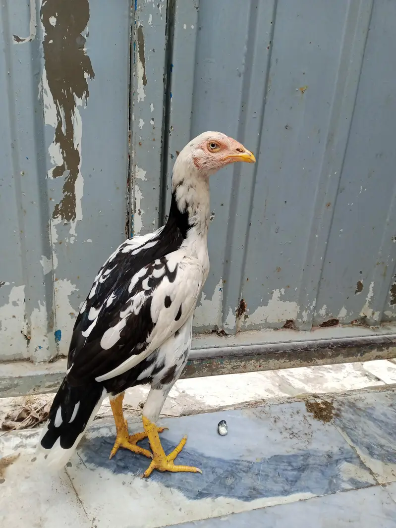 aseel patthe — photo 2