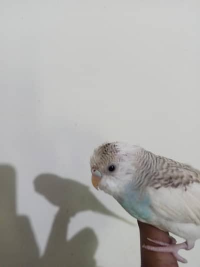 Breeder budgies with almost breeding time hand tame very friendly