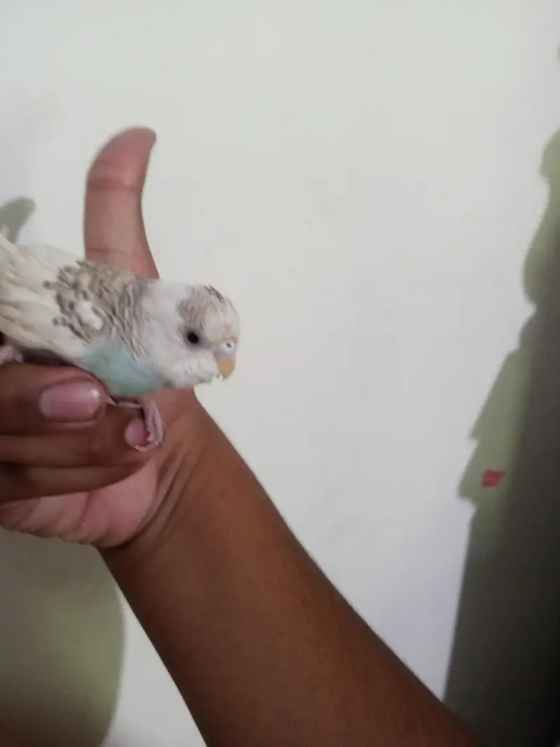 Breeder budgies with almost breeding time hand tame very friendly — photo 2