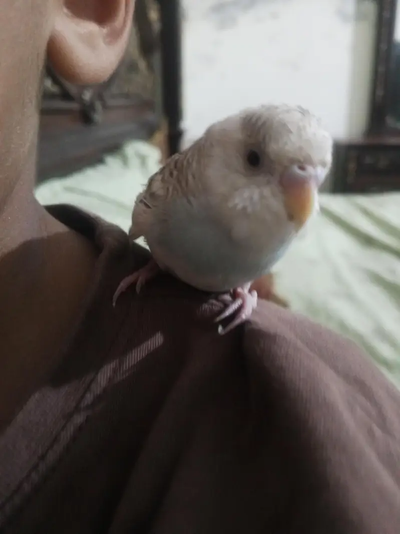Breeder budgies with almost breeding time hand tame very friendly — photo 3