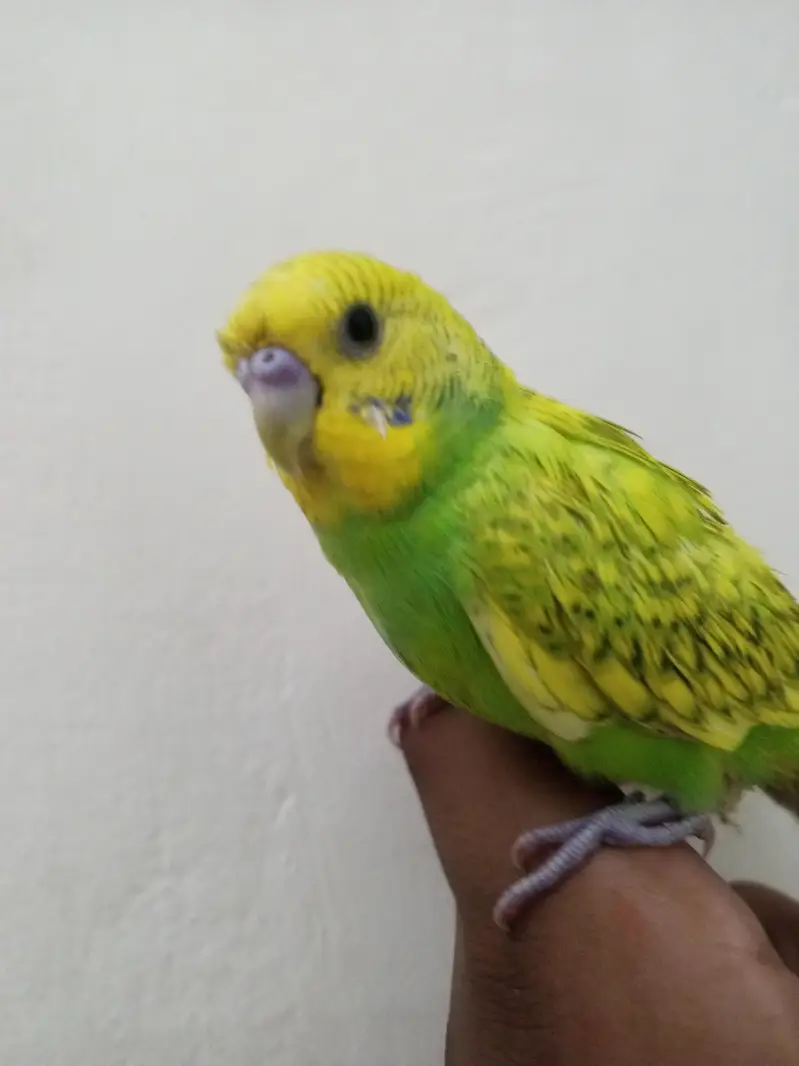 Breeder budgies with almost breeding time hand tame very friendly — photo 4