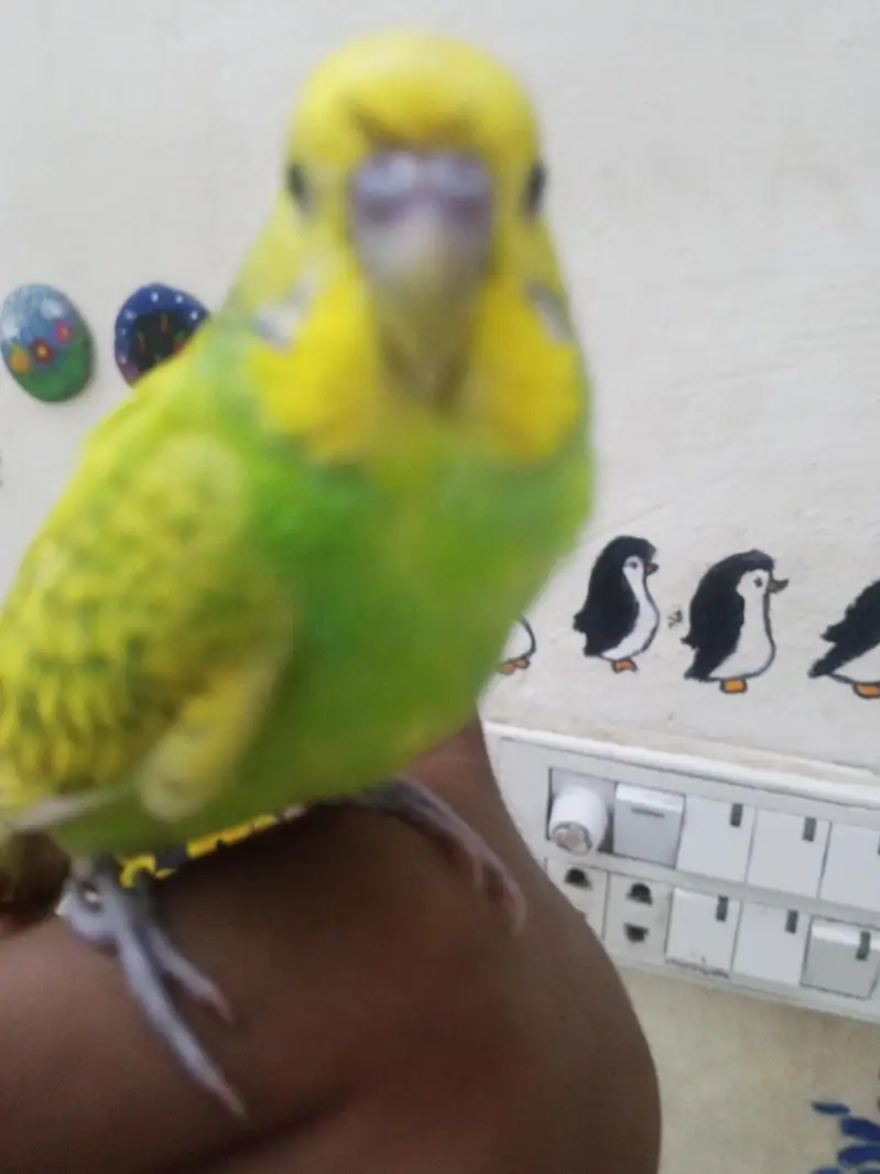 Breeder budgies with almost breeding time hand tame very friendly — photo 5